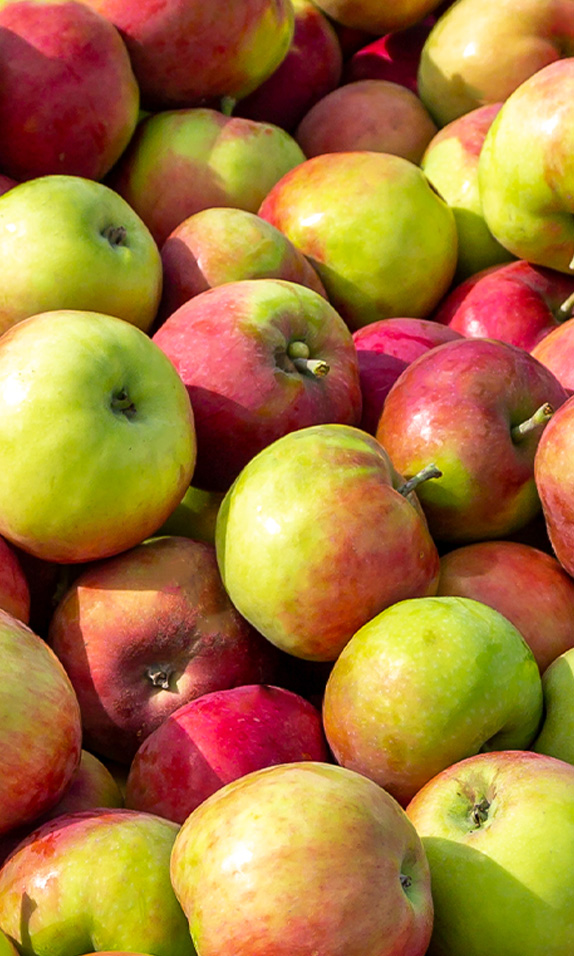 Macintosh Apples