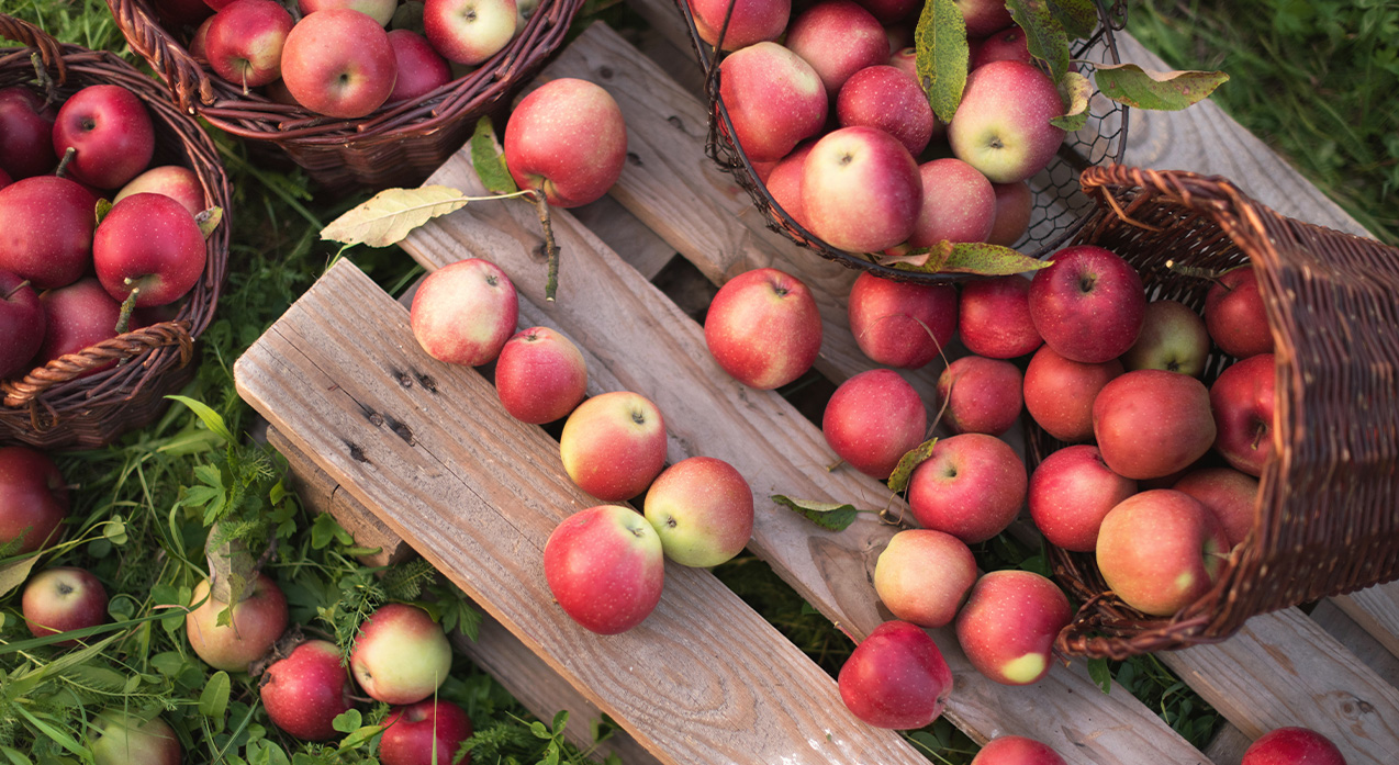 organic apples in farm bin