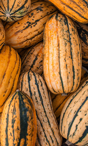Delicata Squash